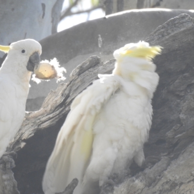 Cacatua galerita (Sulphur-crested Cockatoo) at Murray Valley Regional Park - 14 Nov 2020 by Liam.m