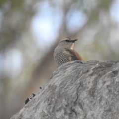 Climacteris picumnus victoriae (Brown Treecreeper) at Deniliquin, NSW - 15 Nov 2020 by Liam.m