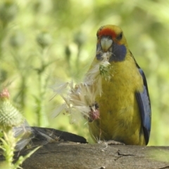 Platycercus elegans flaveolus (Yellow Rosella) at Murray Valley Regional Park - 14 Nov 2020 by Liam.m