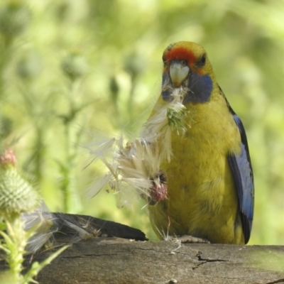 Platycercus elegans flaveolus (Yellow Rosella) at Murray Valley Regional Park - 15 Nov 2020 by Liam.m