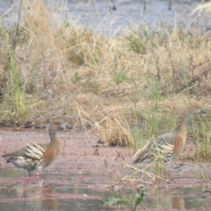 Dendrocygna eytoni at Wanganella, NSW - 15 Nov 2020