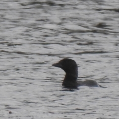 Biziura lobata (Musk Duck) at Wanganella, NSW - 15 Nov 2020 by Liam.m