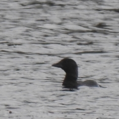 Biziura lobata (Musk Duck) at Wanganella, NSW - 14 Nov 2020 by Liam.m