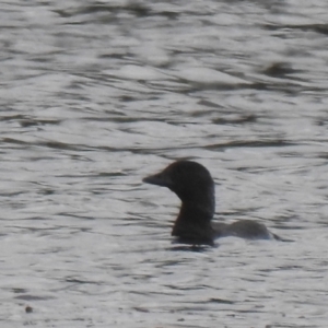 Biziura lobata at Wanganella, NSW - 15 Nov 2020