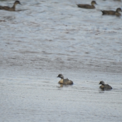 Poliocephalus poliocephalus (Hoary-headed Grebe) at Wanganella, NSW - 15 Nov 2020 by Liam.m