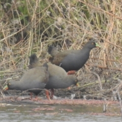 Tribonyx ventralis (Black-tailed Native-hen) at Wanganella, NSW - 15 Nov 2020 by Liam.m
