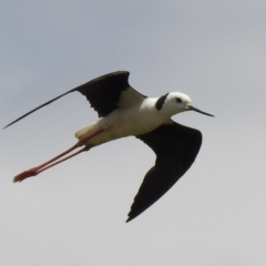 Himantopus leucocephalus (Pied Stilt) at Wanganella, NSW - 15 Nov 2020 by Liam.m