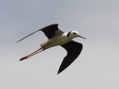 Himantopus leucocephalus (Pied Stilt) at Wanganella, NSW - 15 Nov 2020 by Liam.m