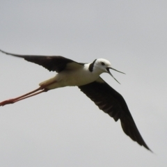 Himantopus leucocephalus at Wanganella, NSW - 15 Nov 2020