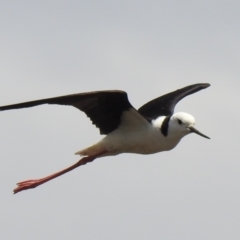 Himantopus leucocephalus at Wanganella, NSW - 15 Nov 2020