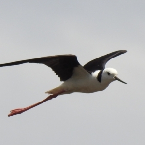 Himantopus leucocephalus at Wanganella, NSW - 15 Nov 2020