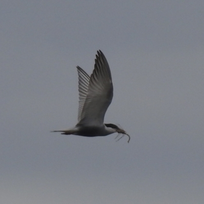 Chlidonias hybrida (Whiskered Tern) at Wanganella, NSW - 15 Nov 2020 by Liam.m