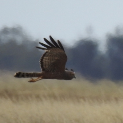 Circus assimilis (Spotted Harrier) at Urana, NSW - 15 Nov 2020 by Liam.m