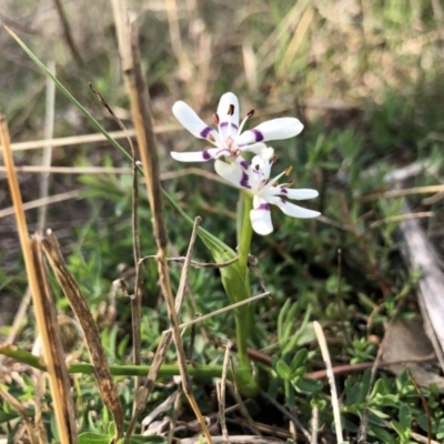 Wurmbea dioica subsp. dioica (Early Nancy) at Ginninderry Conservation Corridor - 31 Aug 2021 by JasonC