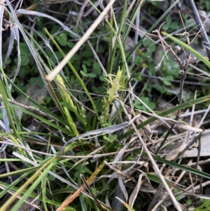 Carex breviculmis at Holt, ACT - 31 Aug 2021