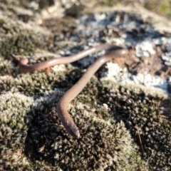 Aprasia parapulchella (Pink-tailed Worm-lizard) at Ginninderry Conservation Corridor - 31 Aug 2021 by JasonC