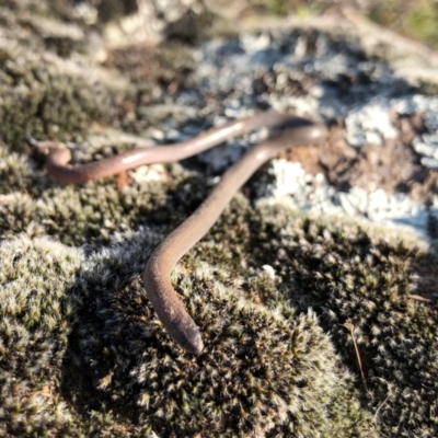 Aprasia parapulchella (Pink-tailed Worm-lizard) at Ginninderry Conservation Corridor - 31 Aug 2021 by JasonC