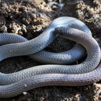 Aprasia parapulchella (Pink-tailed Worm-lizard) at Holt, ACT - 31 Aug 2021 by JasonC