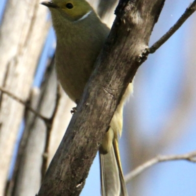 Ptilotula penicillata (White-plumed Honeyeater) at Springdale Heights, NSW - 1 Sep 2021 by PaulF