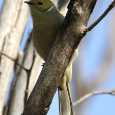 Ptilotula penicillata (White-plumed Honeyeater) at Albury - 1 Sep 2021 by PaulF