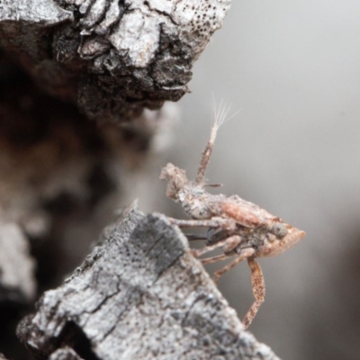 Fulgoroidea sp. (superfamily) (Unidentified fulgoroid planthopper) at Wanniassa Hill - 31 Aug 2021 by RAllen