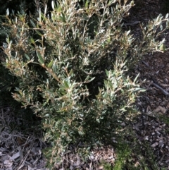 Grevillea sp. (Grevillea) at Garran, ACT - 21 Aug 2021 by ruthkerruish