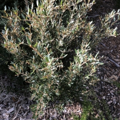 Grevillea sp. (Grevillea) at Garran, ACT - 21 Aug 2021 by ruthkerruish