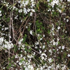 Spiraea thunbergii (Baby's Breath Spirea) at Garran, ACT - 25 Aug 2021 by ruthkerruish