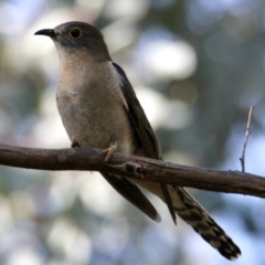 Cacomantis flabelliformis (Fan-tailed Cuckoo) at Albury - 1 Sep 2021 by PaulF