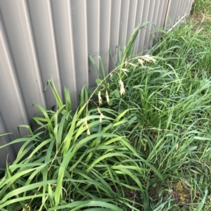 Bromus catharticus at Hughes, ACT - 31 Aug 2021