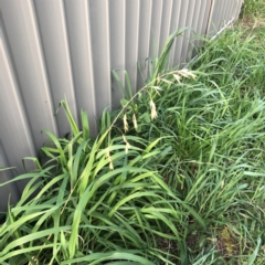 Bromus catharticus (Prairie Grass) at Hughes Garran Woodland - 31 Aug 2021 by ruthkerruish