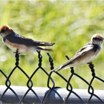 Petrochelidon ariel (Fairy Martin) at Molonglo, ACT - 1 Sep 2021 by JohnBundock