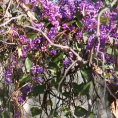 Hardenbergia violacea (False Sarsaparilla) at Albury - 1 Sep 2021 by PaulF