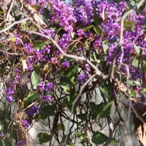 Hardenbergia violacea at Springdale Heights, NSW - 1 Sep 2021