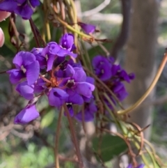 Hardenbergia violacea at Springdale Heights, NSW - 1 Sep 2021