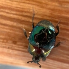 Saprinus (Saprinus) sp. (genus & subgenus) (Metallic hister beetle) at Murrumbateman, NSW - 1 Sep 2021 by SimoneC