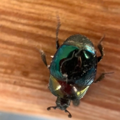 Saprinus (Saprinus) sp. (genus & subgenus) (Metallic hister beetle) at Murrumbateman, NSW - 1 Sep 2021 by SimoneC