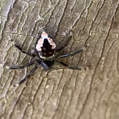 Euryopis splendens (Splendid tick spider) at Murrumbateman, NSW - 1 Sep 2021 by SimoneC