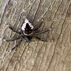 Euryopis splendens (Splendid tick spider) at Murrumbateman, NSW - 1 Sep 2021 by SimoneC