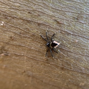 Euryopis splendens at Murrumbateman, NSW - 1 Sep 2021