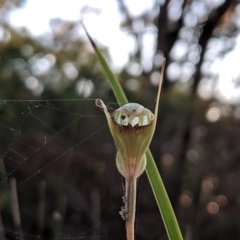 Pterostylis concinna (Trim Greenhood) at Fingal Bay, NSW - 18 Aug 2019 by MattM