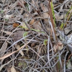 Pterostylis concinna at Fingal Bay, NSW - suppressed