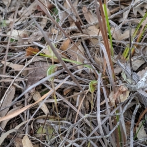 Pterostylis concinna at Fingal Bay, NSW - 18 Aug 2019
