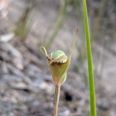 Pterostylis concinna at Fingal Bay, NSW - 18 Aug 2019