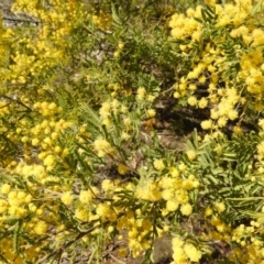 Acacia cardiophylla (Wyalong Wattle) at Mount Taylor - 1 Sep 2021 by MatthewFrawley