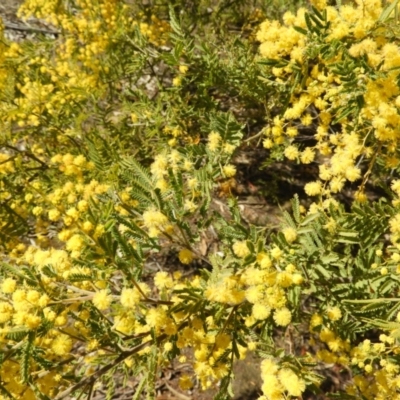Acacia cardiophylla (Wyalong Wattle) at Mount Taylor - 1 Sep 2021 by MatthewFrawley