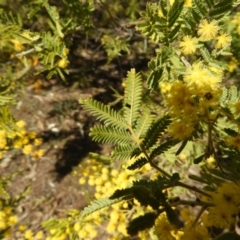 Acacia cardiophylla at Kambah, ACT - 1 Sep 2021 12:38 PM