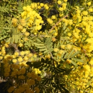 Acacia cardiophylla at Kambah, ACT - 1 Sep 2021 12:38 PM