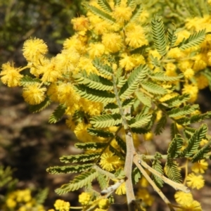Acacia cardiophylla at Kambah, ACT - 1 Sep 2021