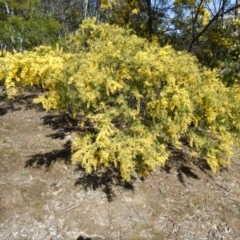 Acacia cardiophylla at Kambah, ACT - 1 Sep 2021